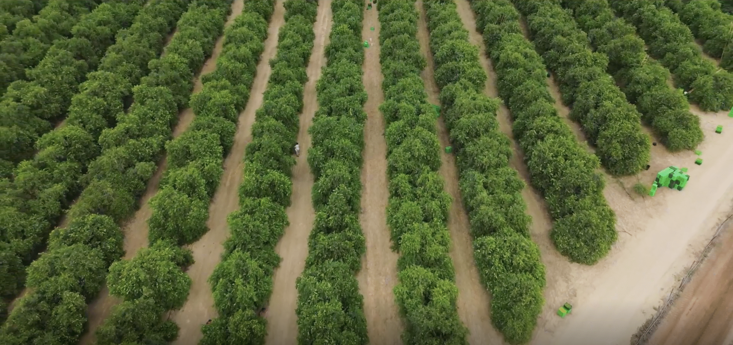 Citrolim Peru HEADER